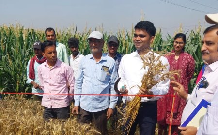 सीतामढ़ी :- जिला पदाधिकारी शिवहर द्वारा रब्बी गेहूँ फसल कटनी प्रयोग का निरीक्षण