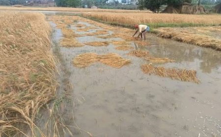 सीतामढ़ी :- बारिश के कारण गर्मी से राहत तो मिली पर किसानों के चहरे से छीनी मुस्कान