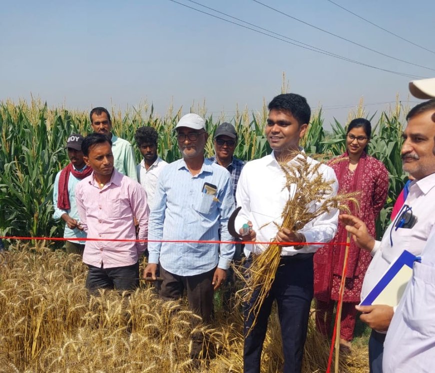 सीतामढ़ी :- जिला पदाधिकारी शिवहर द्वारा रब्बी गेहूँ फसल कटनी प्रयोग का निरीक्षण