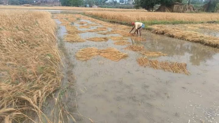 सीतामढ़ी :- बारिश के कारण गर्मी से राहत तो मिली पर किसानों के चहरे से छीनी मुस्कान