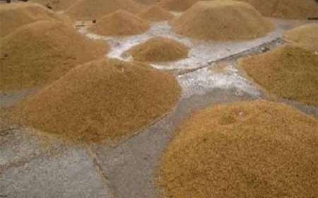 घोड़ासहन : धान खरीद में बड़ा घोटाला, दक्षिणी पैक्स अध्यक्ष और सहकारिता पदाधिकारी पर गंभीर आरोप