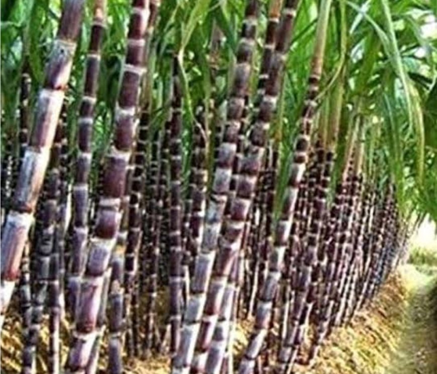 सीतामढ़ी :- केन्द्र सरकार द्वारा घोषित गन्नामूल्य किसानो के साथ विश्वासघात