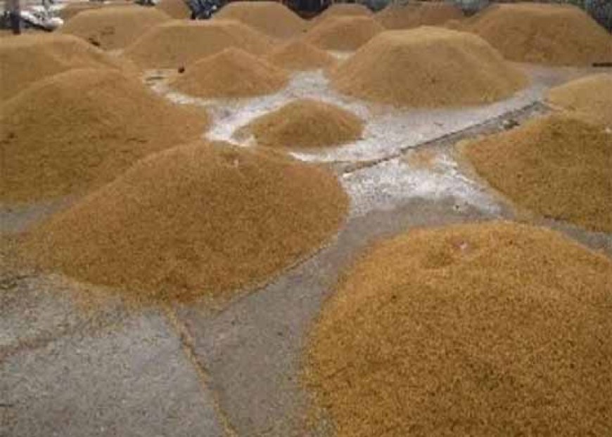 घोड़ासहन : धान खरीद में बड़ा घोटाला, दक्षिणी पैक्स अध्यक्ष और सहकारिता पदाधिकारी पर गंभीर आरोप