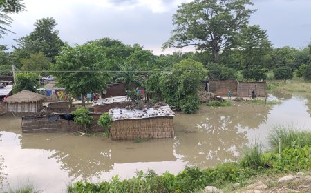 सुगौली: सिकरहना में उफान, खेत-खलिहान डूबे पानी में