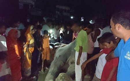 सुगौली: विसर्जन जुलूस से लौटते वक्त गिरी हाथी, सुबह हुई मौत की पुष्टि