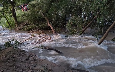 सुगौली: भवानीपुर मठ के समीप सिकरहना नदी का रिंग बांध टूटा, कई गांवों में घुसा पानी
