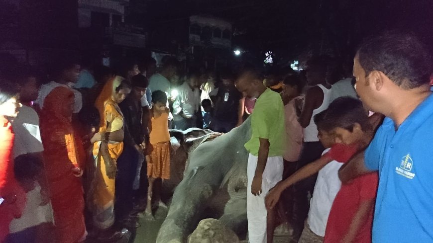 सुगौली: विसर्जन जुलूस से लौटते वक्त गिरी हाथी, सुबह हुई मौत की पुष्टि