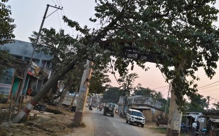 सीतामढ़ी ;- हादसे को दावत दे रहा है सड़क पर झुका कदम का पेड़, संबंधित विभाग लापरवाह