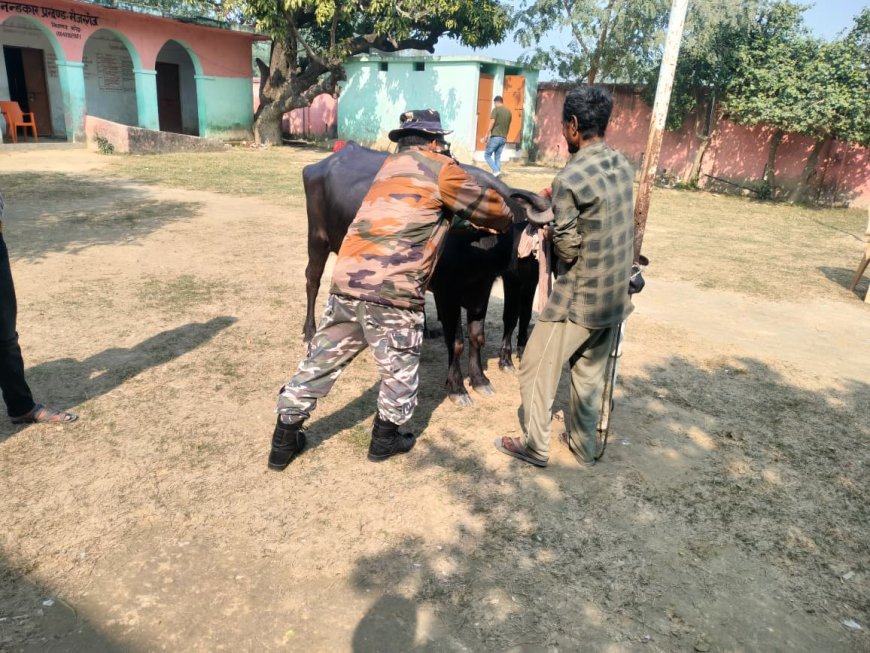 सीतामढ़ी :- एसएसबी द्वारा पशु चिकित्सा का एक निःशुल्क शिविर लगाया गया, लोग हुए लाभान्वित